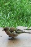 Fringilla coelebs