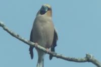 Coccothraustes coccothraustes