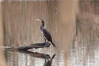 Phalacrocorax carbo