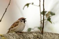 Passer montanus