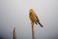 Emberiza citrinella