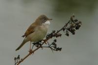 Sylvia communis