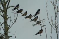 Hirundo rustica