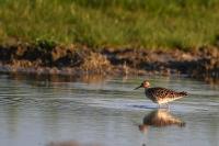 Calidris pugnax