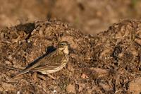 Anthus pratensis