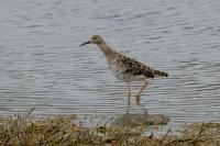 Calidris pugnax