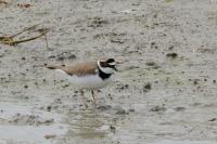 Charadrius dubius