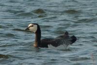 Branta leucopsis
