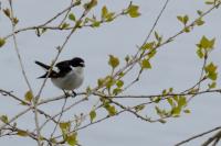 Ficedula hypoleuca