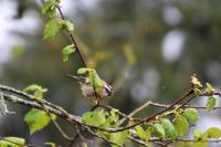 Regulus ignicapilla