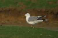 Larus canus