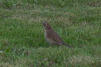 Turdus philomelos