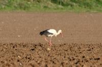 Ciconia ciconia