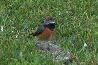 Phoenicurus phoenicurus