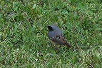 Phoenicurus phoenicurus