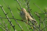 Emberiza calandra
