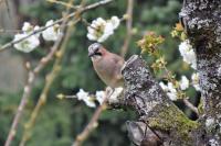 Garrulus glandarius