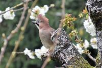Garrulus glandarius