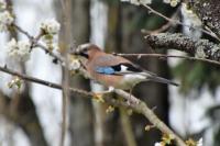 Garrulus glandarius