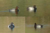 Aythya affinis