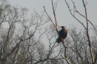 Haliaeetus albicilla