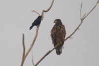 Haliaeetus albicilla