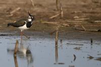 Vanellus vanellus