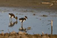 Vanellus vanellus