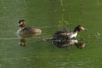 Podiceps cristatus