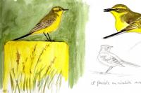 Motacilla flava