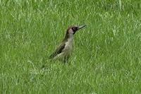 Picus viridis