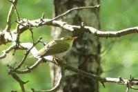 Phylloscopus sibilatrix