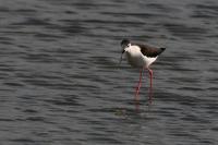 Himantopus himantopus