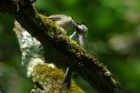 Poecile palustris