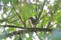 Turdus viscivorus