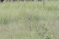 Emberiza schoeniclus