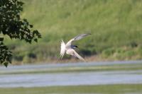 Sterna hirundo