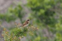 Saxicola rubetra