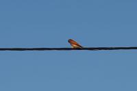 Falco tinnunculus