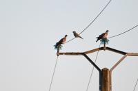 Coracias garrulus