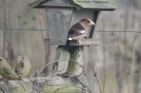 Coccothraustes coccothraustes