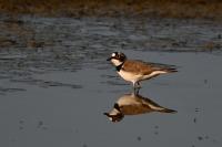 Charadrius dubius