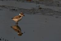 Charadrius dubius
