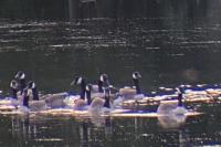 Branta canadensis