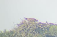 Pandion haliaetus
