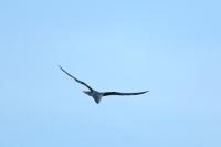 Elanus caeruleus
