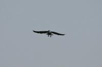 Elanus caeruleus