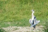 Ardea cinerea