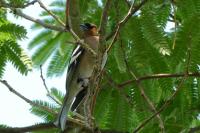 Fringilla coelebs