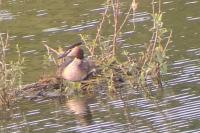 Podiceps cristatus